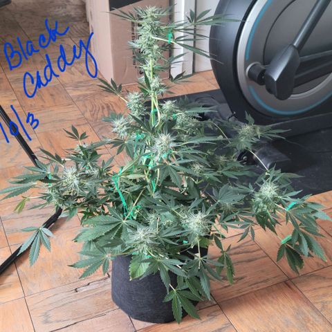 Black Caddy growlog timeline photo