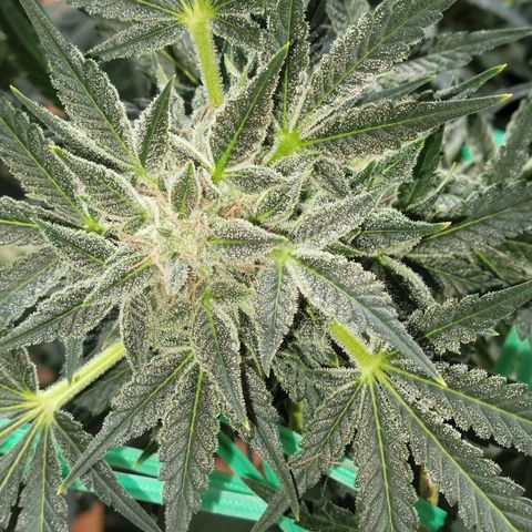 Black Caddy growlog timeline photo