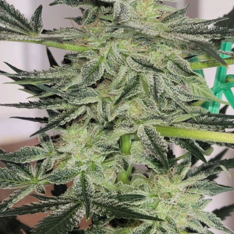 Black Caddy growlog timeline photo