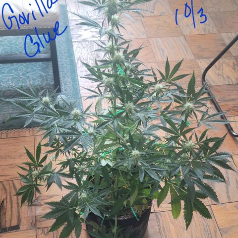 Gorilla Glue growlog timeline photo