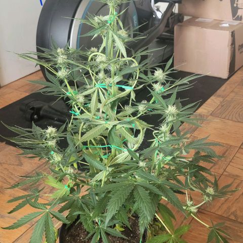 Gorilla Glue growlog timeline photo