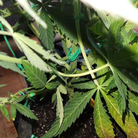 Gorilla Glue growlog timeline photo