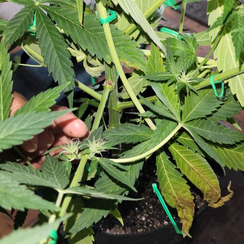 Gorilla Glue growlog timeline photo