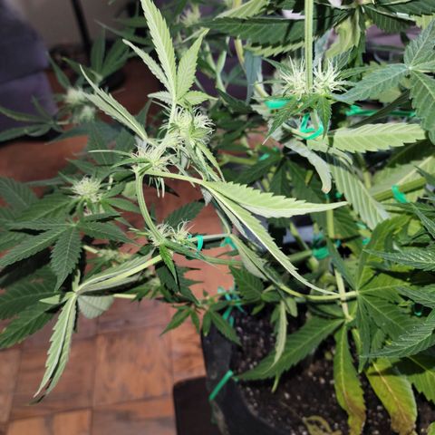 Gorilla Glue growlog timeline photo