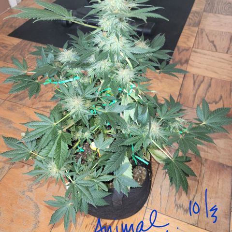Animal Cookies  growlog timeline photo
