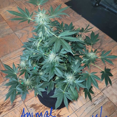 Animal Cookies  growlog timeline photo