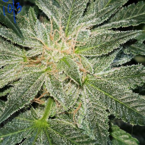 Animal Cookies  growlog timeline photo