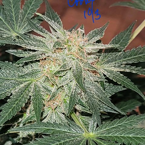 Animal Cookies  growlog timeline photo