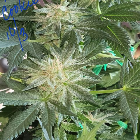 Animal Cookies  growlog timeline photo
