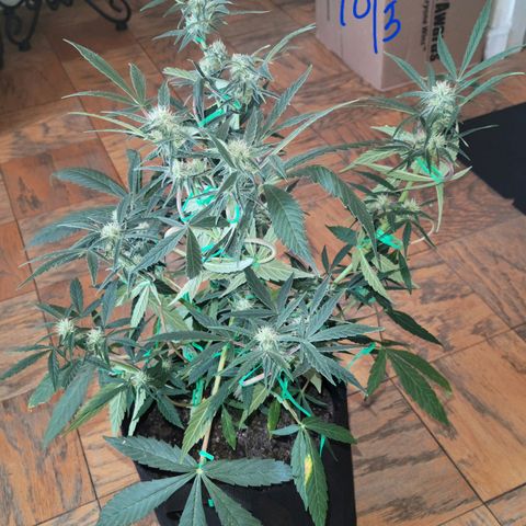 G-G growlog timeline photo