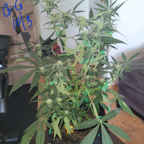 G-G growlog timeline photo