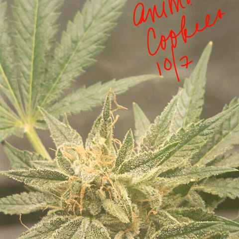 Animal Cookies  growlog timeline photo
