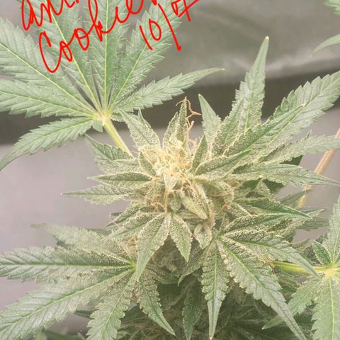 Animal Cookies  growlog timeline photo