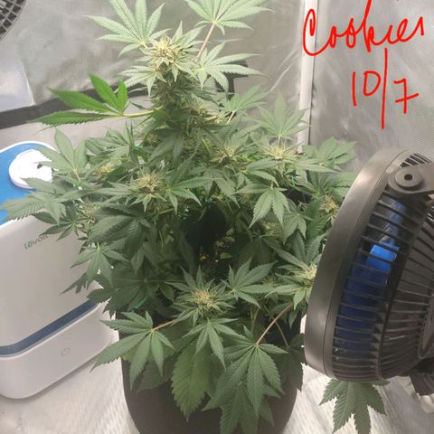 Animal Cookies  growlog timeline photo
