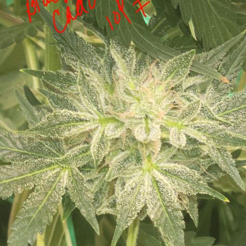 Black Caddy growlog timeline photo