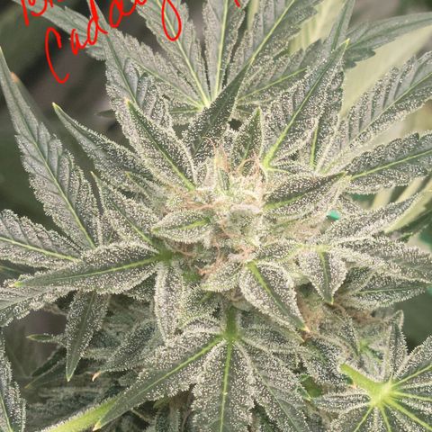 Black Caddy growlog timeline photo