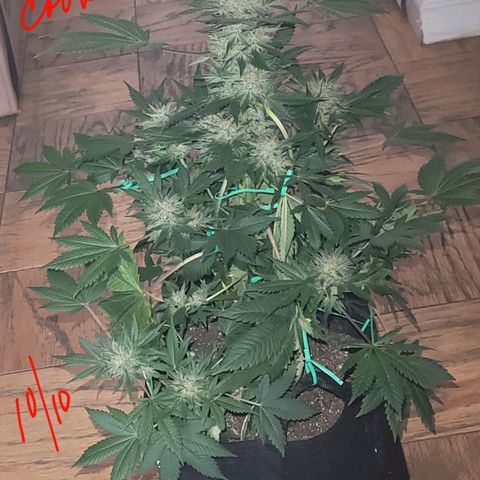 Animal Cookies  growlog timeline photo