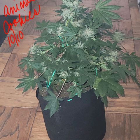 Animal Cookies  growlog timeline photo