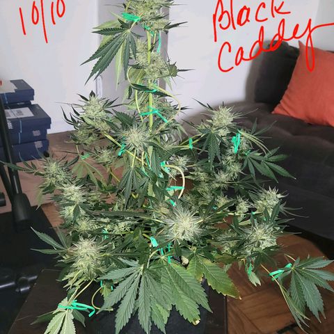Black Caddy growlog timeline photo