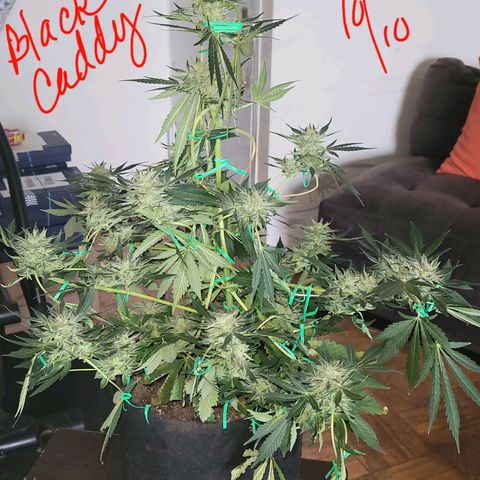 Black Caddy growlog timeline photo