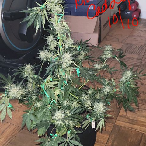 Black Caddy growlog timeline photo