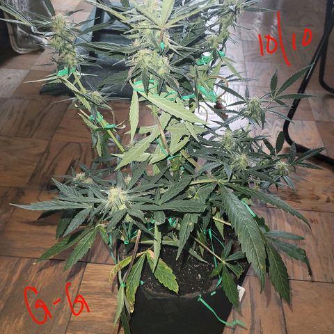G-G growlog timeline photo