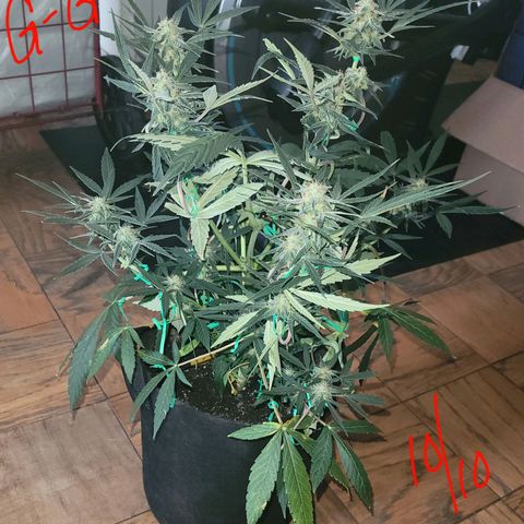 G-G growlog timeline photo