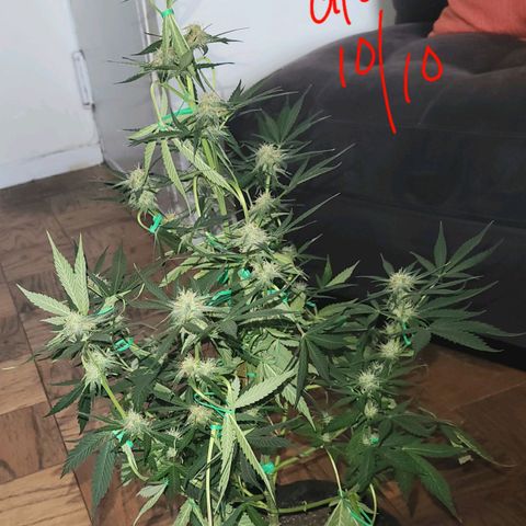 Gorilla Glue growlog timeline photo