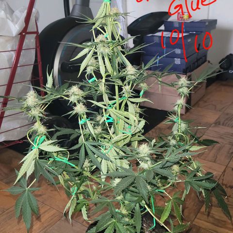 Gorilla Glue growlog timeline photo