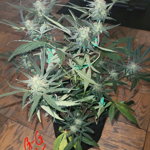 G-G growlog timeline photo