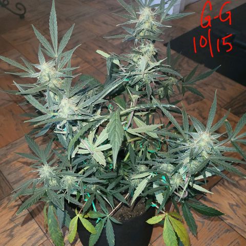 G-G growlog timeline photo