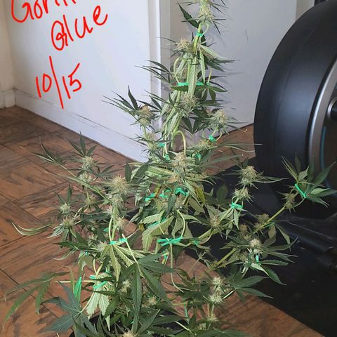 Gorilla Glue growlog timeline photo