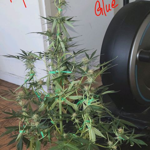 Gorilla Glue growlog timeline photo