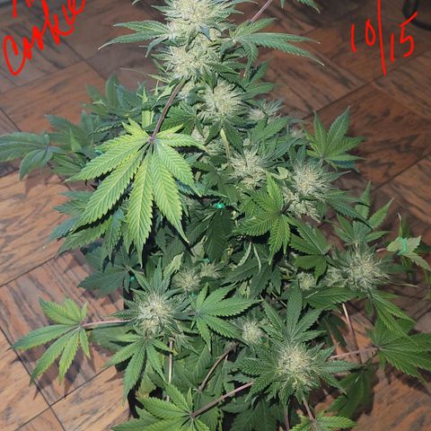 Animal Cookies  growlog timeline photo