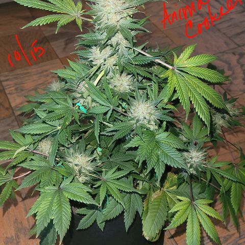 Animal Cookies  growlog timeline photo