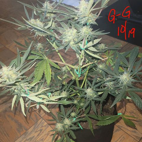 G-G growlog timeline photo