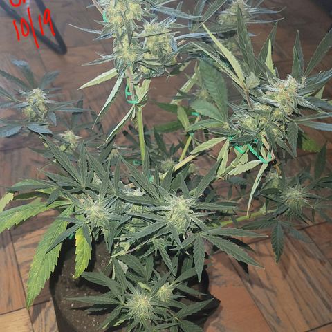 G-G growlog timeline photo