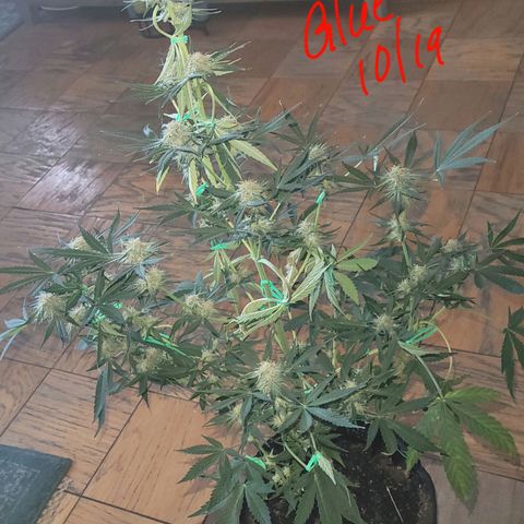 Gorilla Glue growlog timeline photo