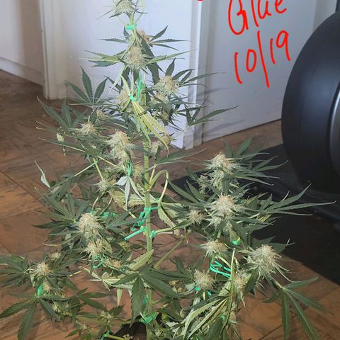 Gorilla Glue growlog timeline photo