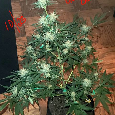 Gorilla Glue growlog timeline photo