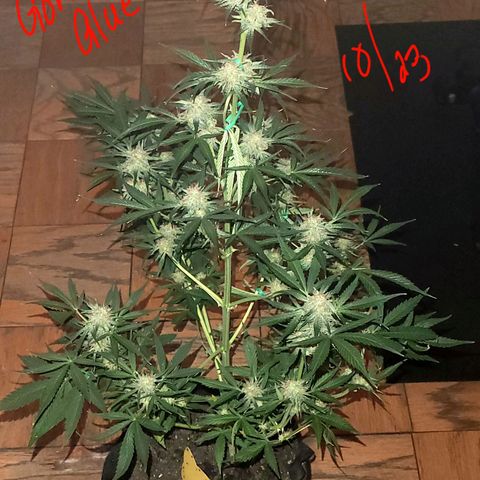 Gorilla Glue growlog timeline photo