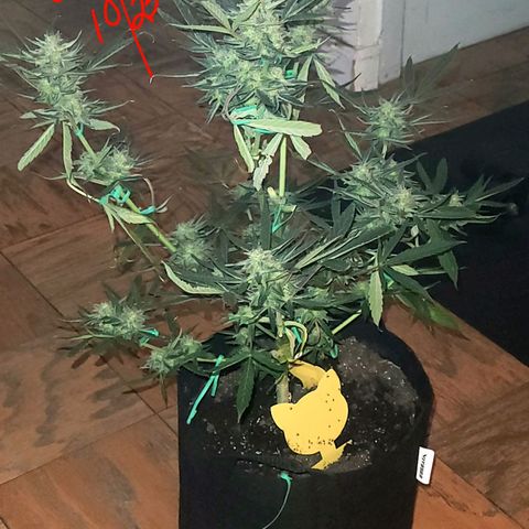 G-G growlog timeline photo