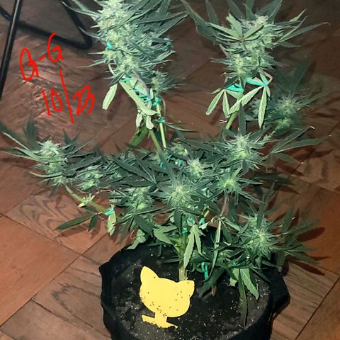G-G growlog timeline photo