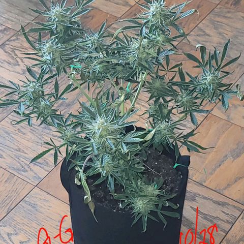 G-G growlog timeline photo