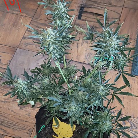 G-G growlog timeline photo