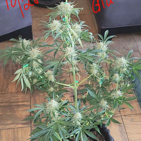 Gorilla Glue growlog timeline photo