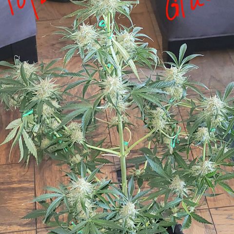 Gorilla Glue growlog timeline photo