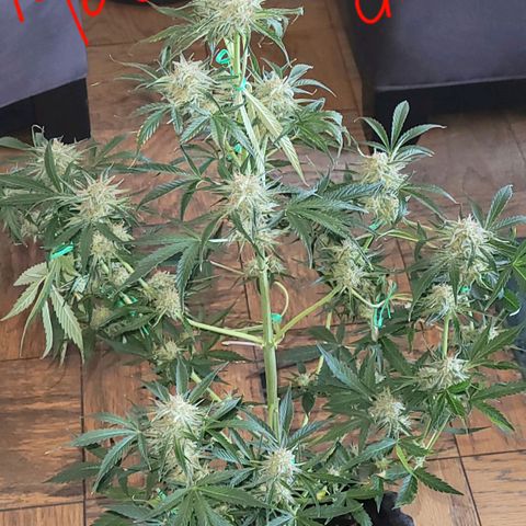 Gorilla Glue growlog timeline photo