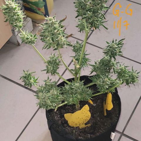 G-G growlog timeline photo