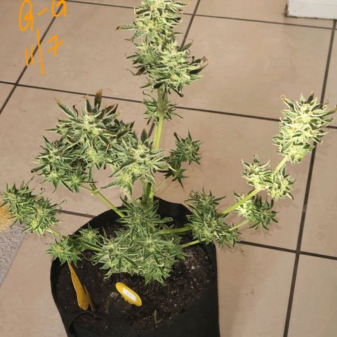 G-G growlog timeline photo